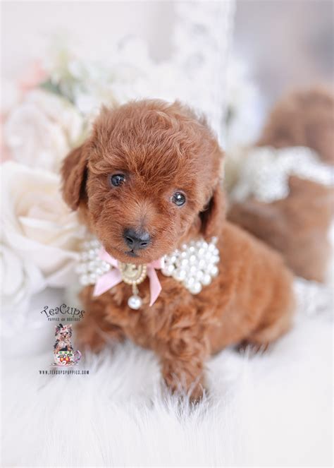 Red Toy Poodle Puppies Miami Teacup Puppies Boutique Hot Sex Picture
