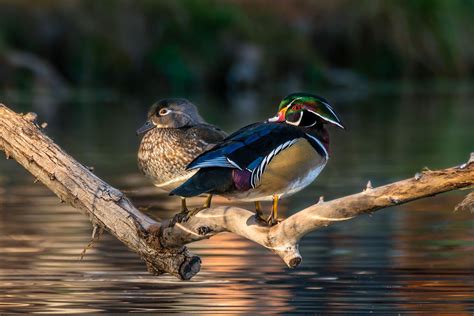Perched Wood Duck Pair Earlier This Evening I Caught This Flickr