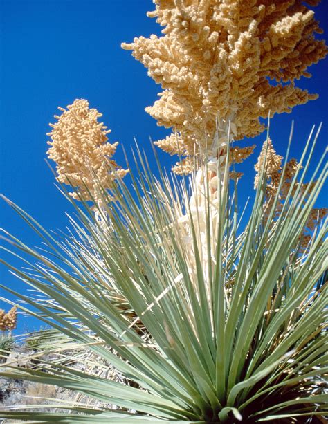 Wild Edible Plants In Arizona Yucca Plant Edible Wild