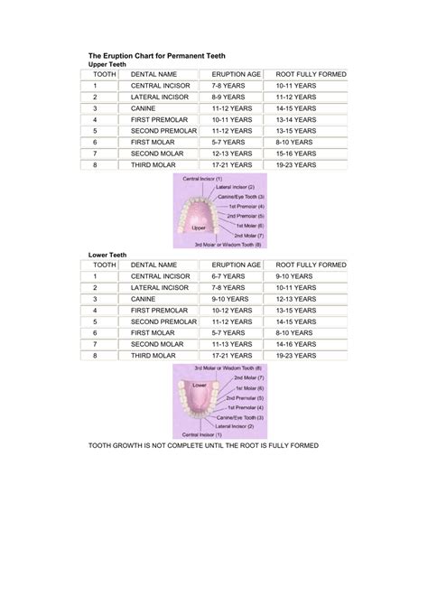Permanent Teeth Eruption Chart Download Printable Pdf Templateroller