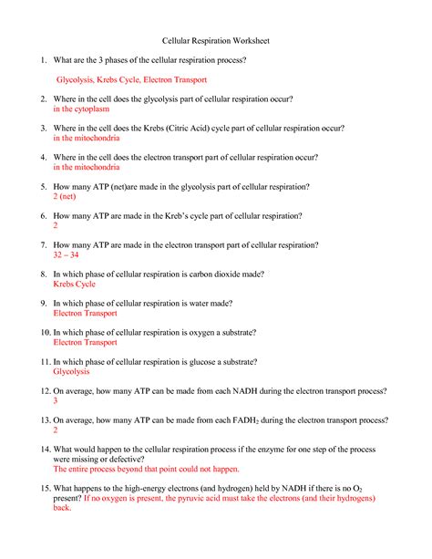 What are the 3 phases of the cellular respiration process? 8 Best Images of Reactions Of Photosynthesis Worksheet - Photosynthesis Virtual Lab Answers ...
