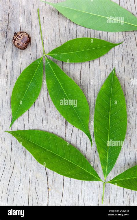 Rubber Tree Leaves On Wooden Surface Stock Photo Alamy