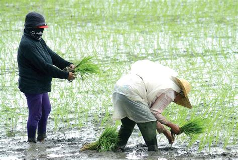 Rice Production Seen To Plummet Da Tags High Cost Farm Inputs As Culprit