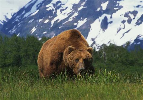 The 357 Stops The Kodiak Bear