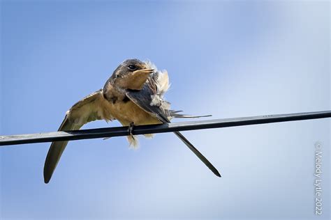 Barn Swallow Juvenile Hirundo Rustica Se Arizona August  Flickr