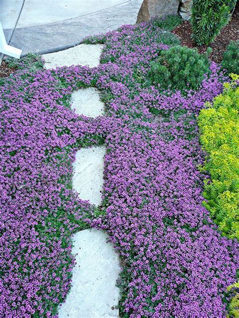 Creeping Red Thyme Is A Wonderful Steppable Groundcover With Bright
