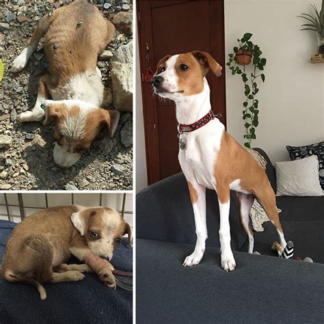 30 Incredible Before And After Rescue Dog Transformations Show What Love