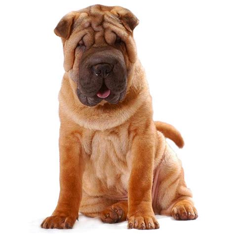 Shar Pei Dog Breed Profile Personality Facts