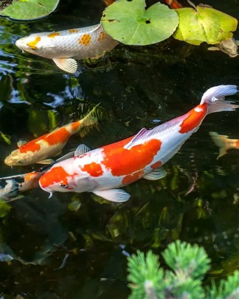 The Beauty Of Koi Explore The Stunning Appearance Of These Colorful