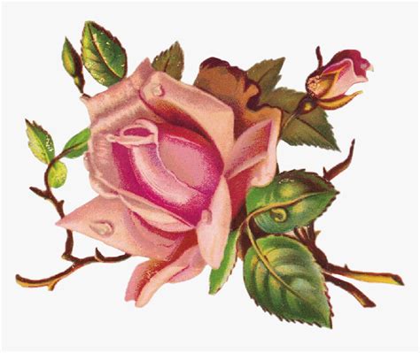Rosas Roses Draw Dibujo Drawing Png Tumblr Aesthetics Border