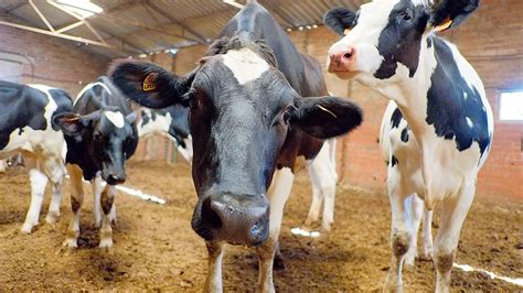 paso positivo para evitar las ventas a pérdidas en el sector lácteo