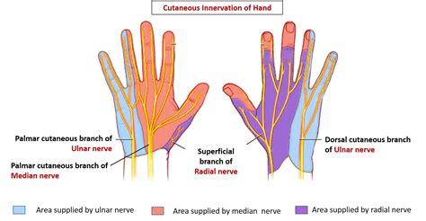Cutaneous Innervation Of Hand Areas Supplied By Median Radial And