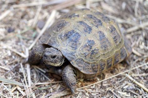 Male Vs Female Russian Tortoise What Are Their Differences Wiki Point