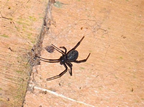 Brown Widow Spider Latrodectus Geometricus Permai Rain Flickr