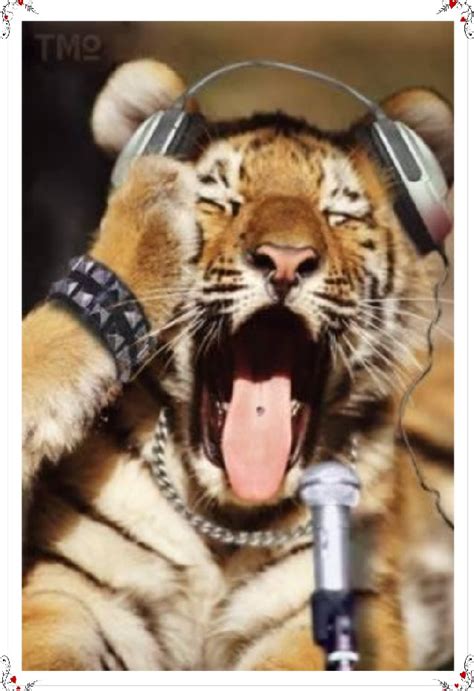 Funny Pictures Gallery Funny Tigers Random Funny Pictures Tiger