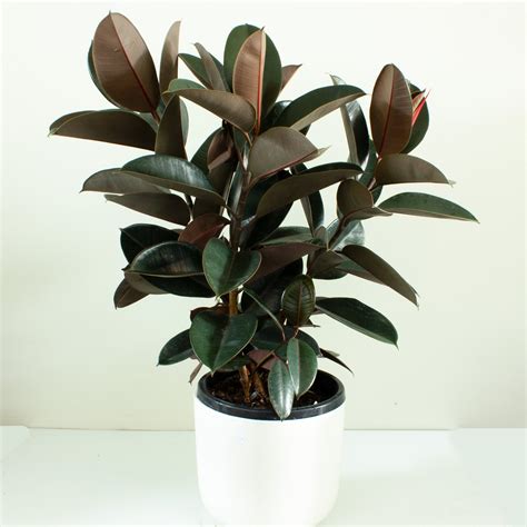 Buy Ficus Burgundy Rubber Tree Indoor Plant 30cm Pot My Jungle Home