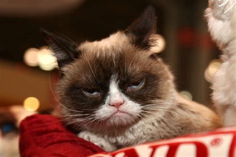 Clean Grumpy Cat Memes Captions Trend