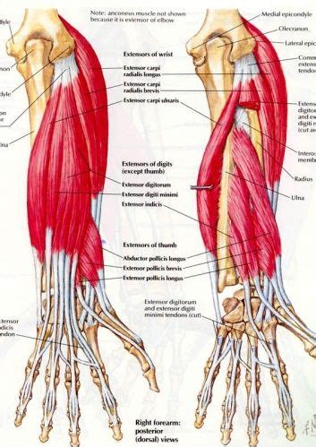 Serious bodybuilding enthusiasts know that building forearm strength is crucial to a wide array of upper body workouts. forearm muscles 3 | Forearm anatomy, Upper limb anatomy ...