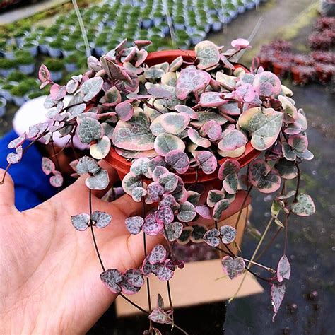 String Of Hearts Ceropegia Woodii Varieg For Sale My Home Nature
