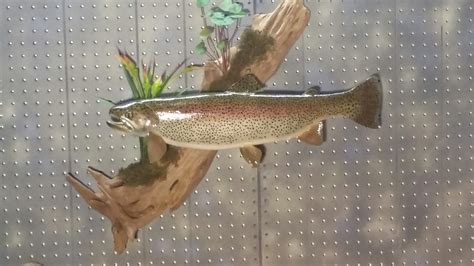 Wall Mount Rainbow Trout Fur Feathers And Fins Taxidermy Fish