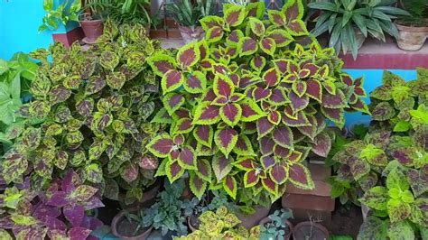 How To Grow And Care Coleus Plant Youtube