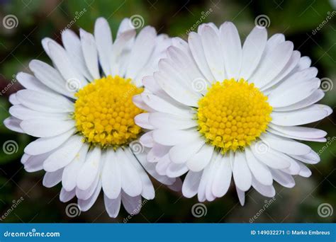 Two Daisies Stock Image Image Of Daisies Botanical