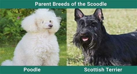 Scoodle Poodle And Scottish Terrier Mix Pictures Guide Info Care