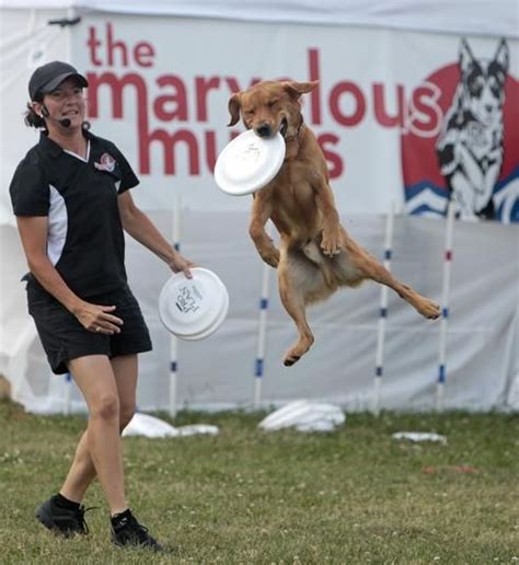 Trainer Nadja Palenzuela Throws A Frisbee For Yoo Hoo A Member Of The