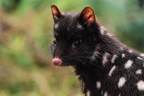 Eastern Quoll Is It A Cat Or A Mouse Find Out Here Catman