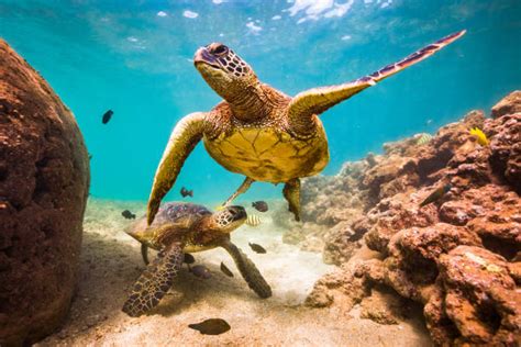 Green Sea Turtle Stock Photos Pictures And Royalty Free Images Istock