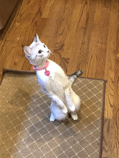 Cute And Funny Cats Standing Up 10 Pics Viral Cats Blog