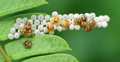 Stink Bugs Hatching Bugguidenet