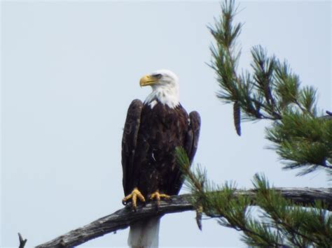 Bald Eagle In Maine Harvard Conservation Trust