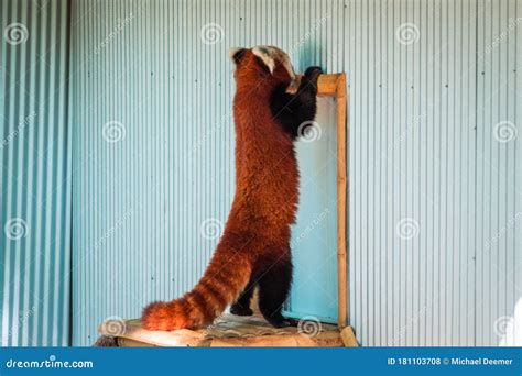 Red Panda Trying To Get Into An Indoor Enclosure At The John Ball Zoo