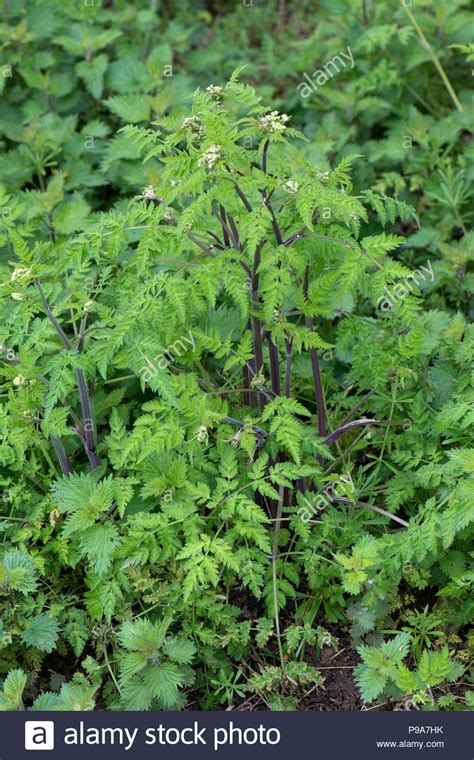 Cow Parsley Anthriscus Sylvestris Leaves And Purple