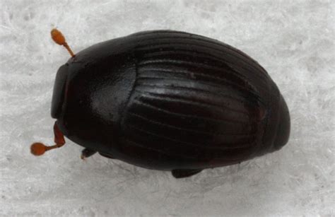 Tiny Black Beetle The Backyard Arthropod Project