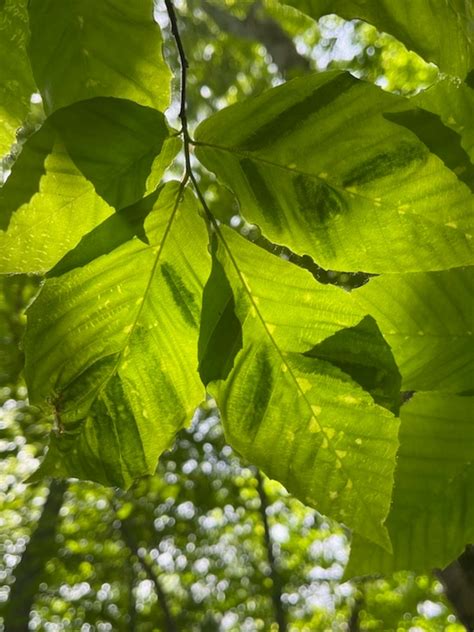 Pest Alert Beech Leaf Disease Natural Tree