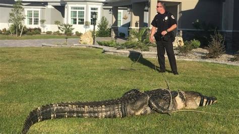 Aggressive 11 Foot Alligator Wrangled From Neighborhood In The Villages