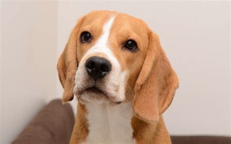 716731 Dogs Beagle Rare Gallery Hd Wallpapers