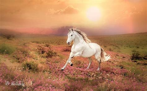 Dreamy White Grey Horse Running Through A Field Of Wildflowers With A