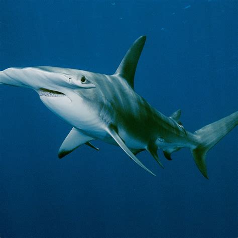 Hammerhead Shark Habitat
