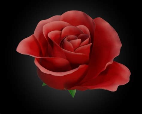 Beautiful Animated Rose Pictures