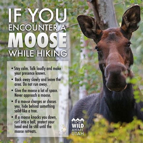 What To Do If You Encounter A Moose While Hiking One Perfect Day For