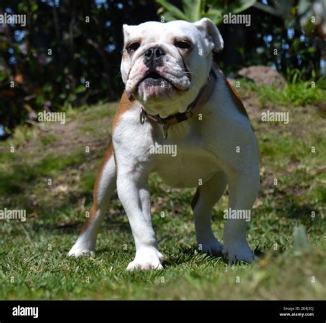 Young White And Brown British Or English Bulldog Puppy Standing In
