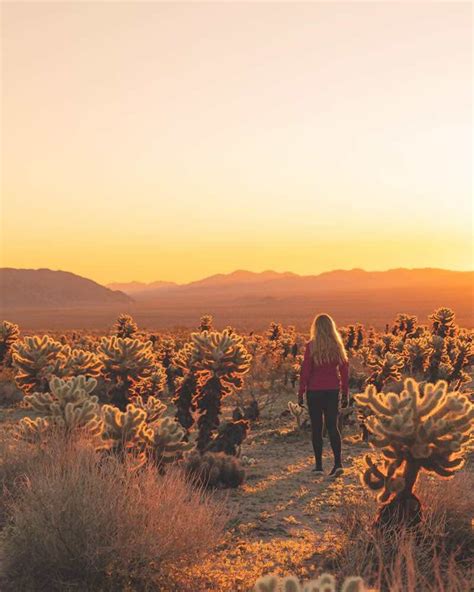 What To Do On The Perfect Joshua Tree Day Trip — Walk My World