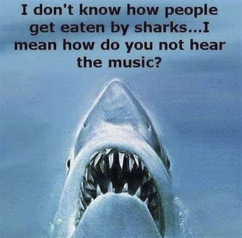 Love Shark Week Hilarious Shark Memes For Shark Lovers Photos My Xxx