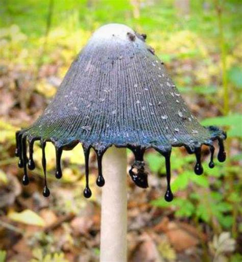 Mushroom That Looks Like Its Dripping Ink And 17 More Bizarre Examples