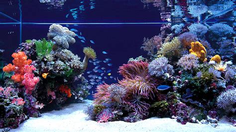 Free Download Top One Of The Most Discussed Japanese Reef Tanks