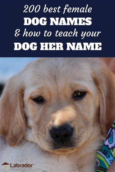 200 Best Female Dog Names And How To Teach Your Dog Their Name Dog