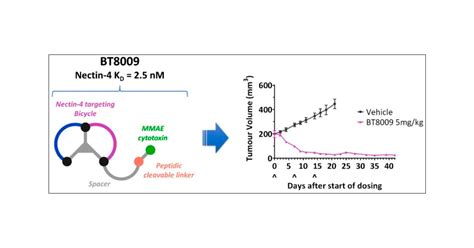 Discovery Of BT8009 A Nectin 4 Targeting Bicycle Toxin Conjugate For